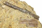 Fossil Dinosaur Bone and Ossified Tendon in Sandstone - Wyoming #370635-1